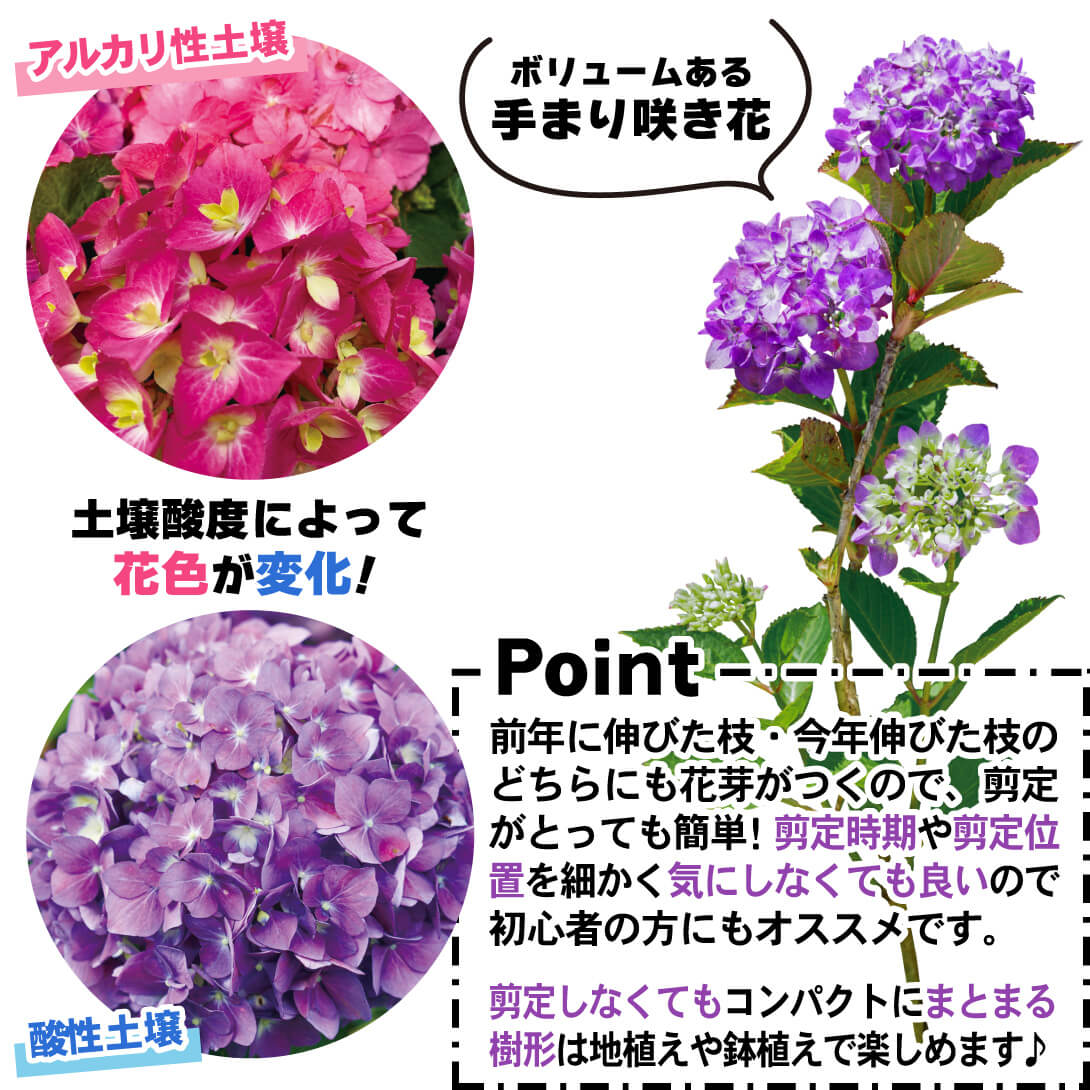 アリーバ2