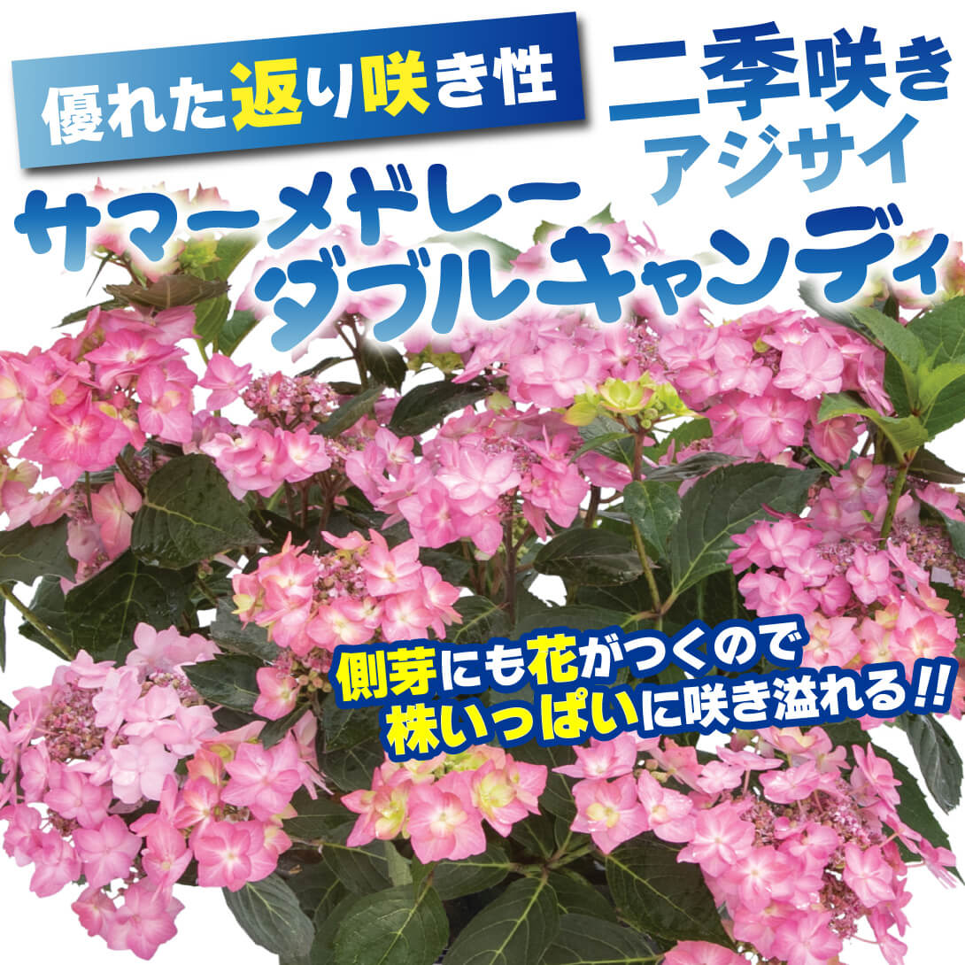 ダブルキャンディ1