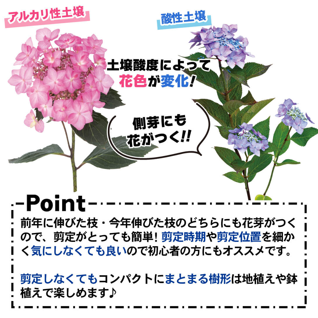 ダブルキャンディ2
