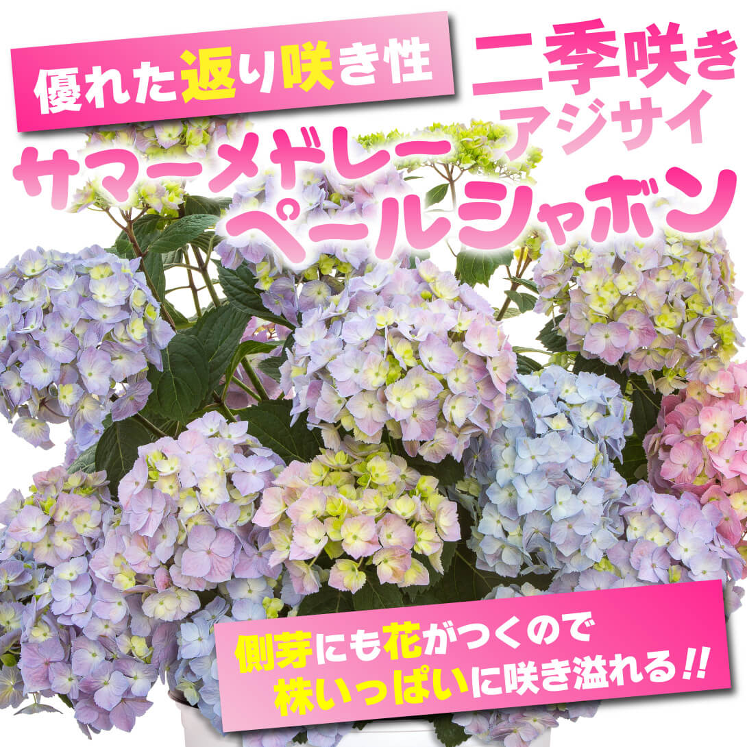 ペールシャボン1