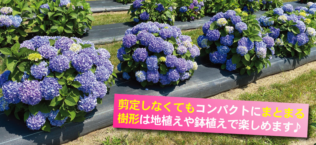 ペールシャボン3