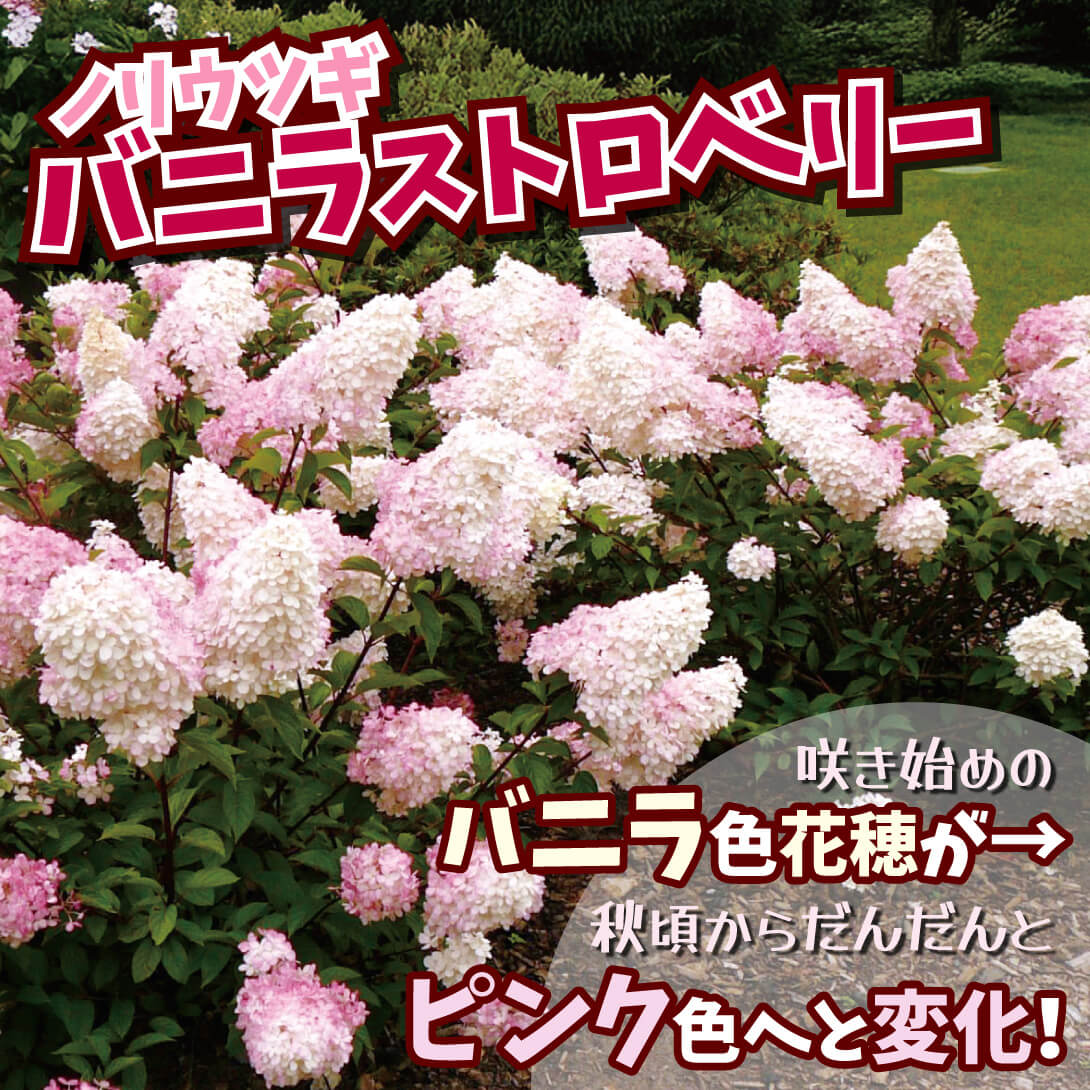 バニラストロベリー1