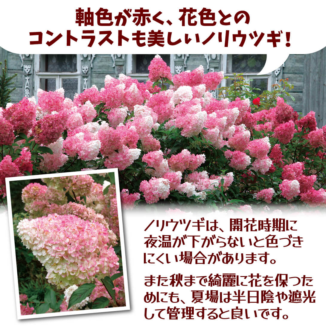 バニラストロベリー2