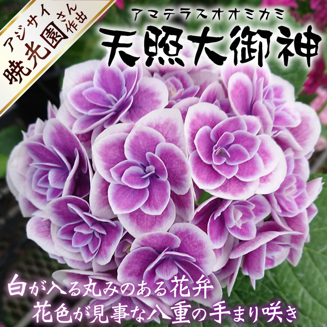 天照大御神