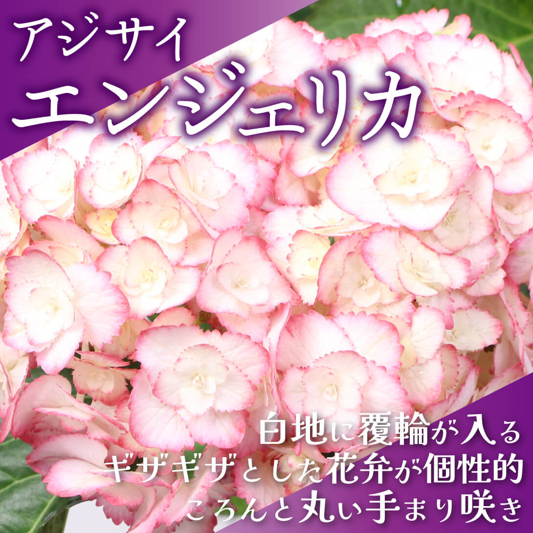 エンジェリカ1