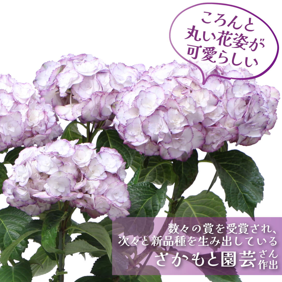 エンジェリカ2