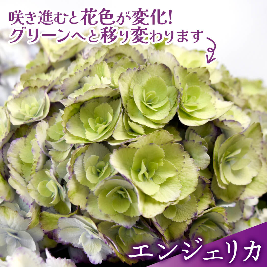 エンジェリカ3