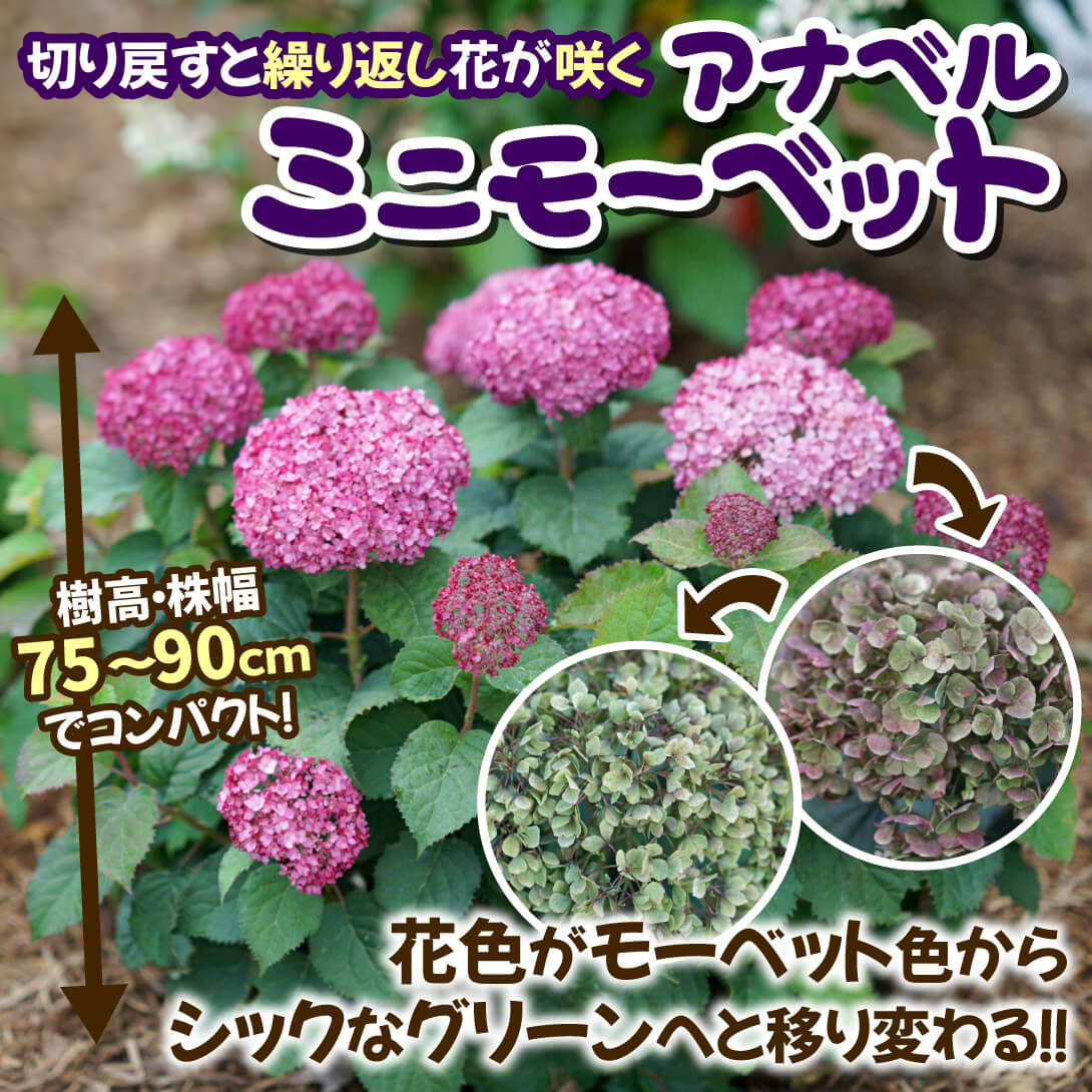 ミニモーベット1