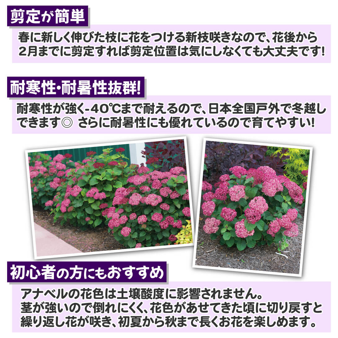 ミニモーベット2
