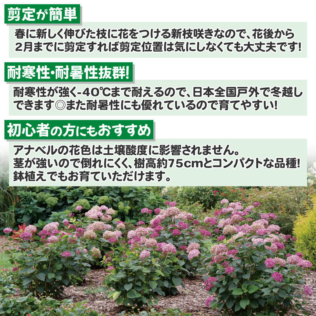 プティガーネット