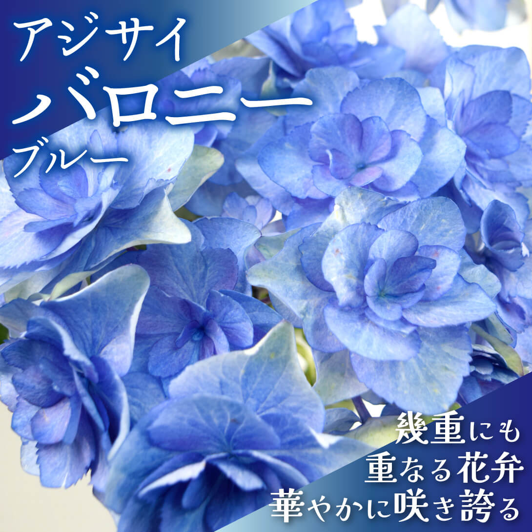 バロニー ブルー1