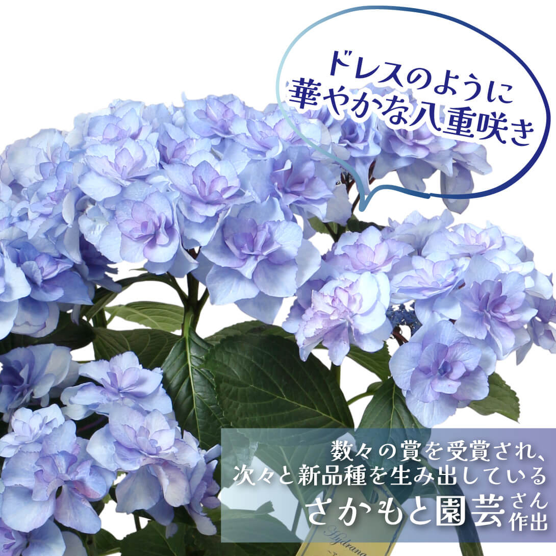 バロニー ブルー2