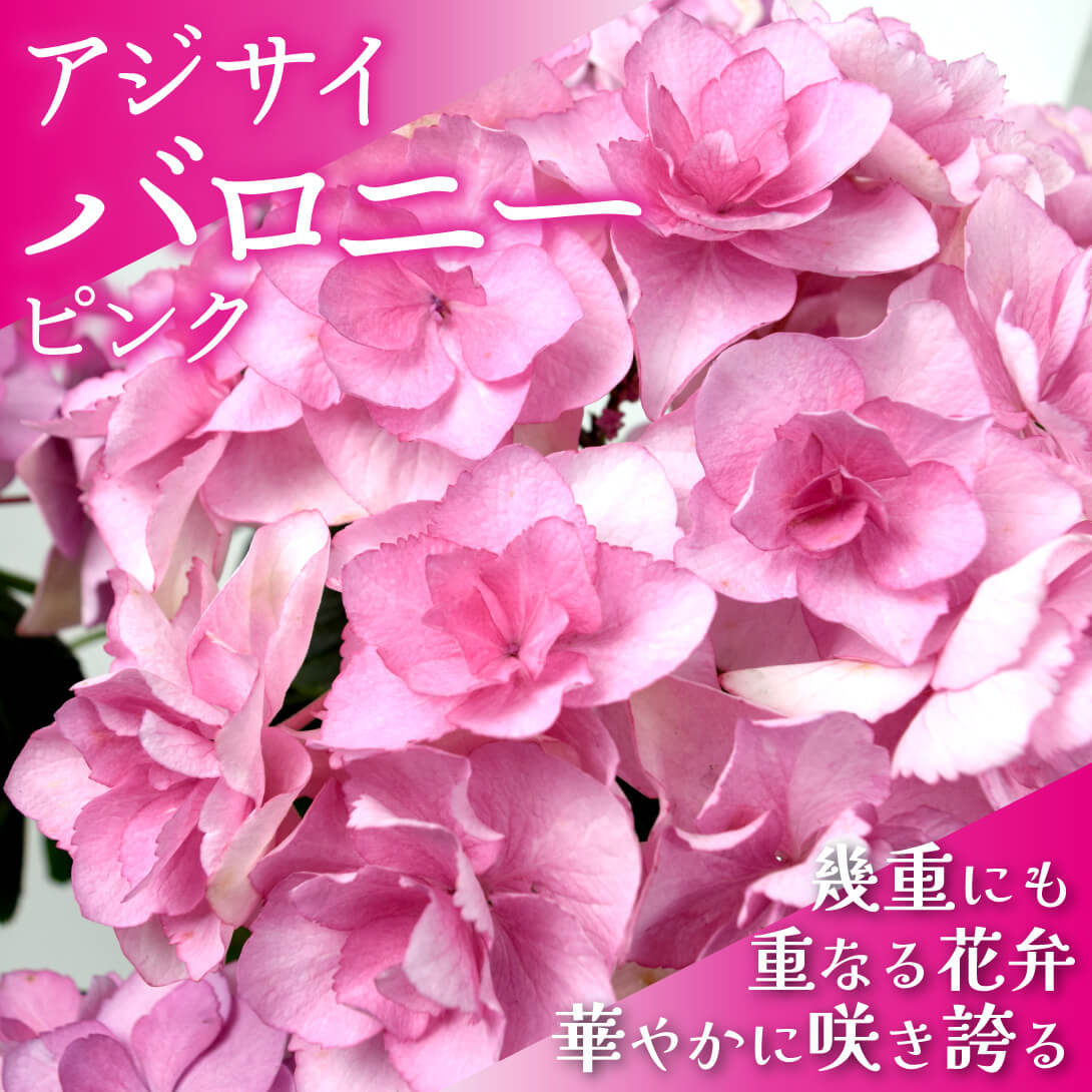 バロニー ピンク1