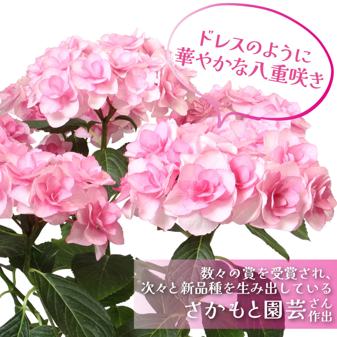 バロニー ピンク2