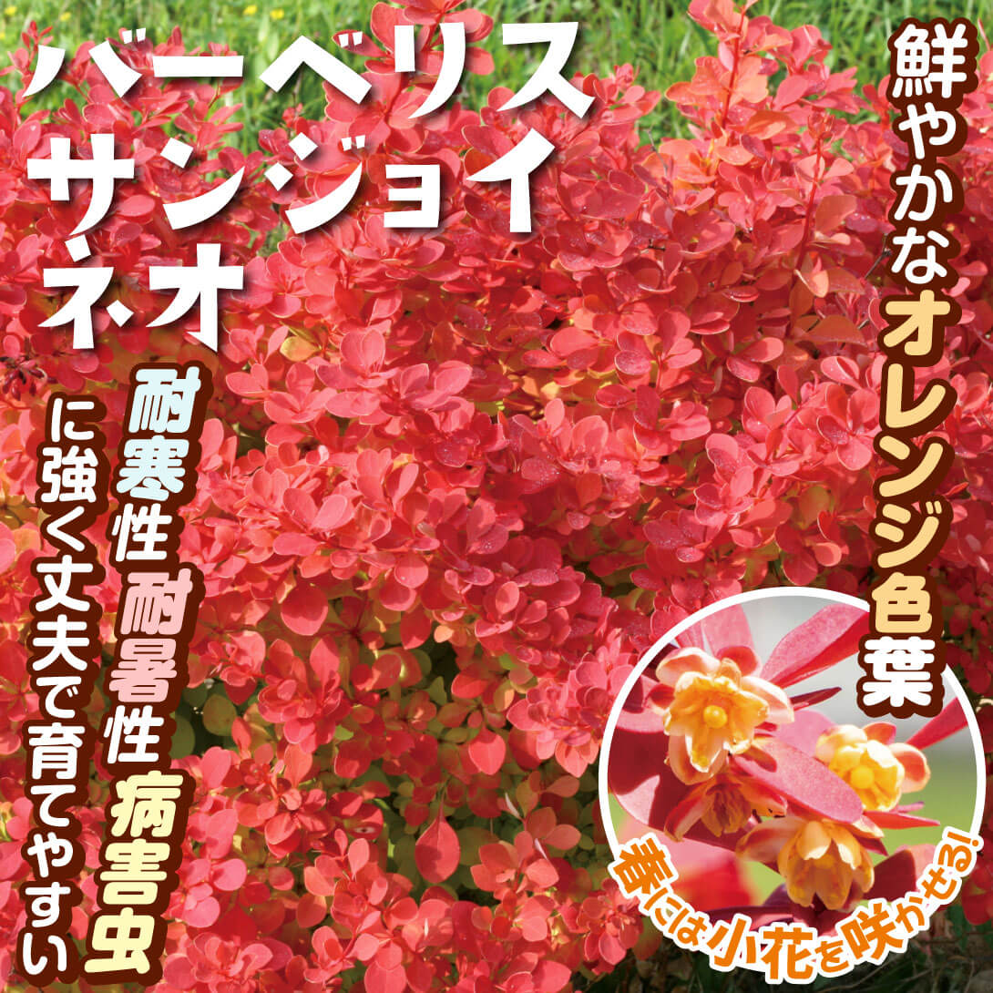 サンジョイ ネオ1