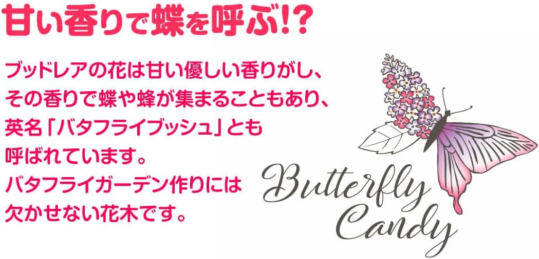 バタフライキャンディー 香り