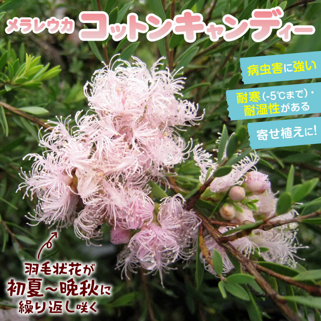 コットンキャンディー