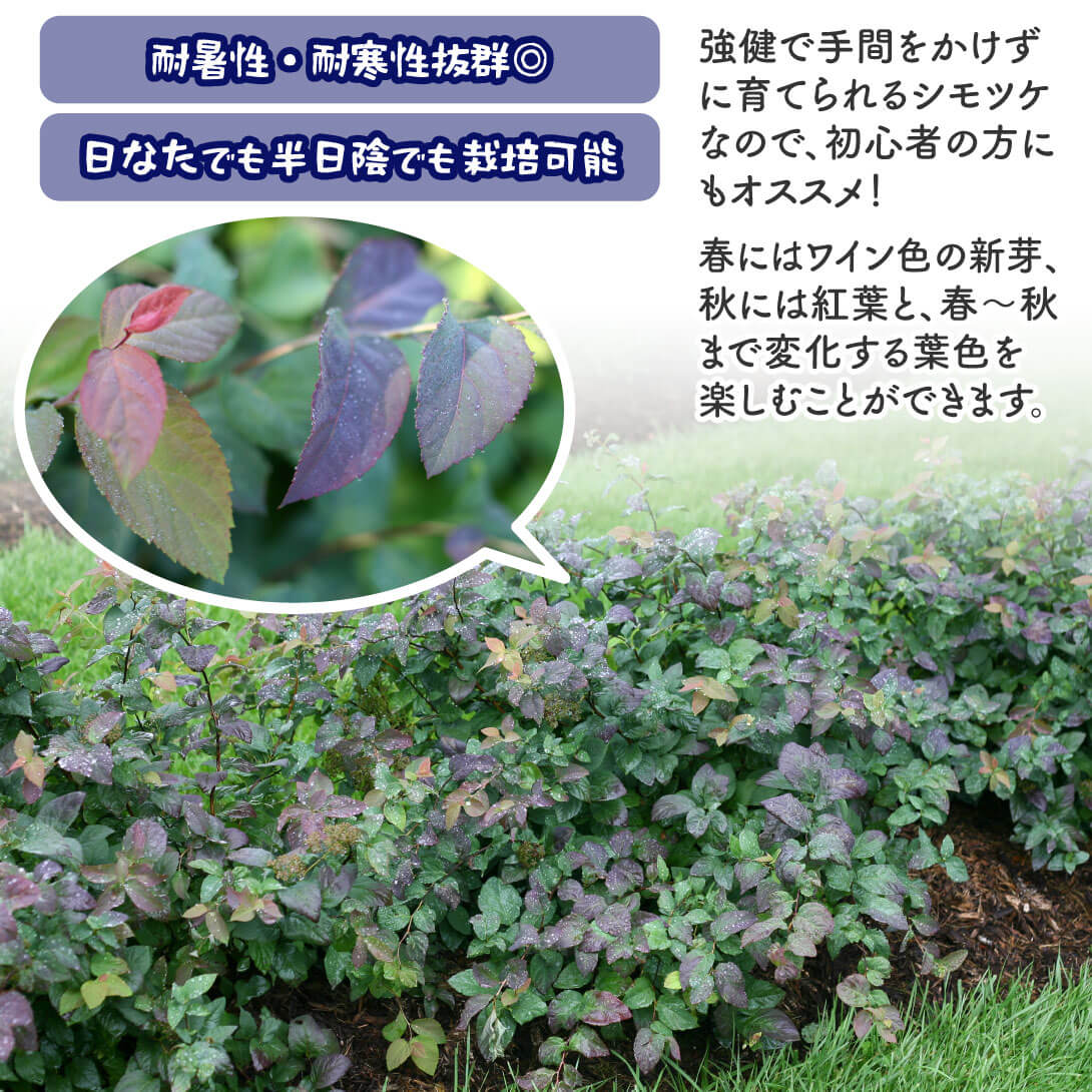 ダブルプレイ(R)ブルーカズー2
