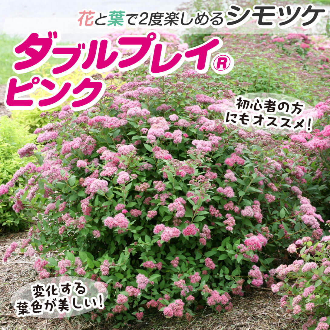 ダブルプレイ(R)ピンク1