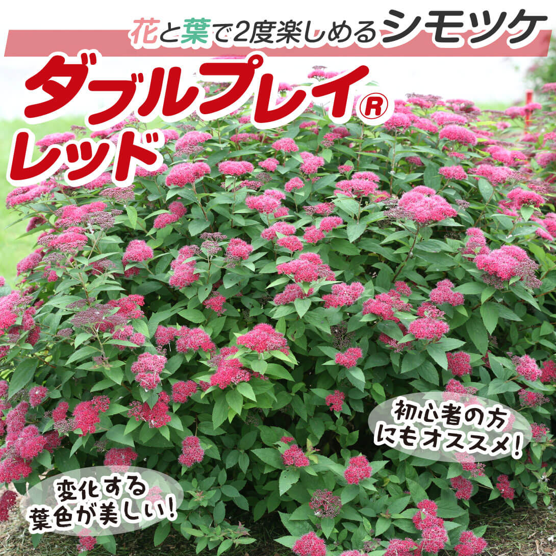 ダブルプレイ(R)レッド1