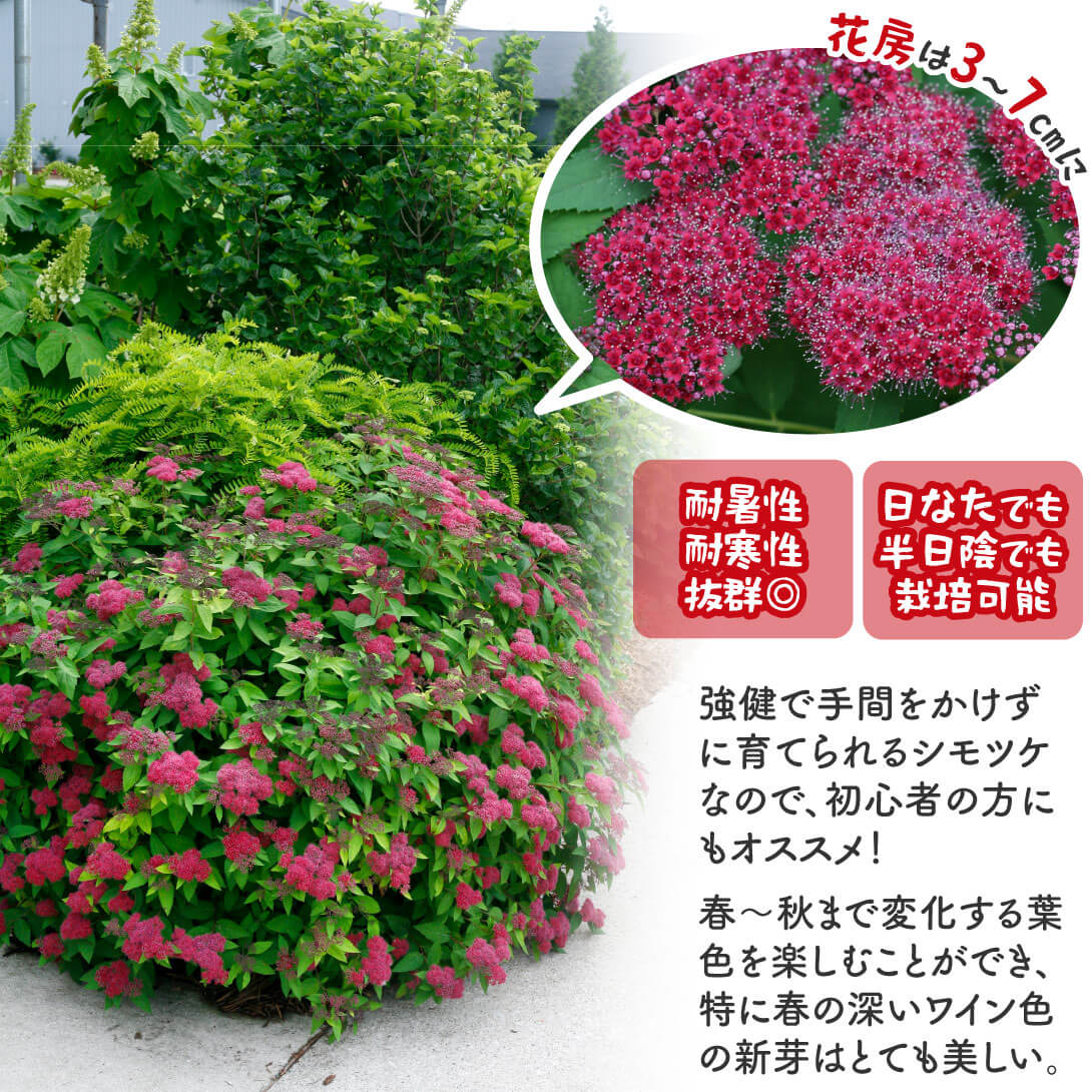 ダブルプレイ(R)レッド2