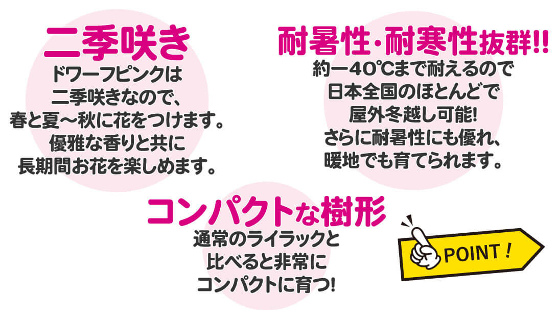 ドワーフピンク2