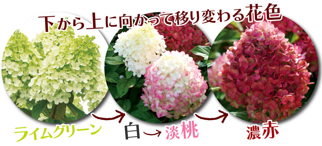 グランデライムパンチ2