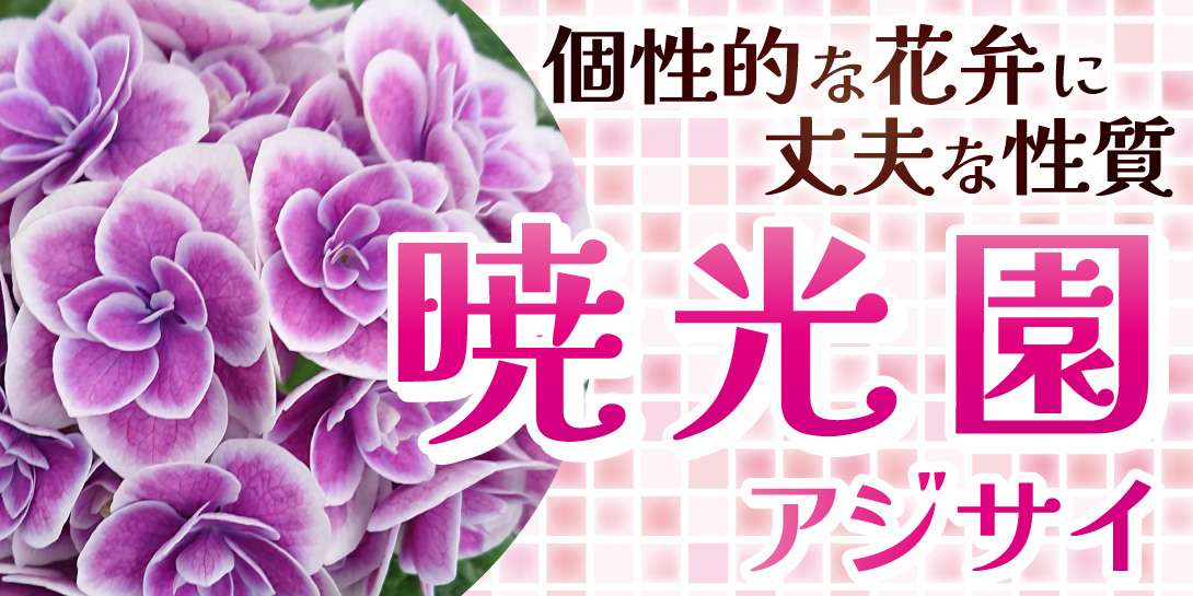 暁光園アジサイ