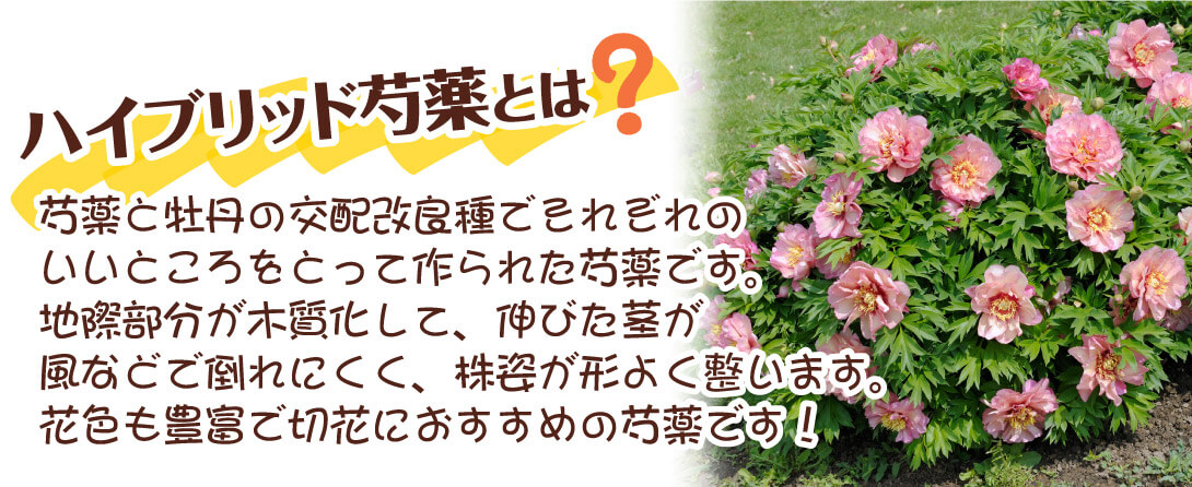 ヒラリー2