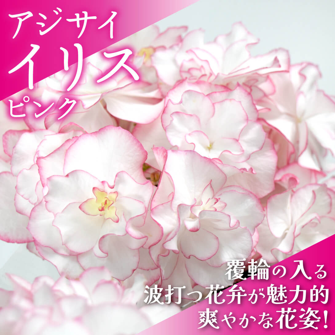 イリス ピンク1