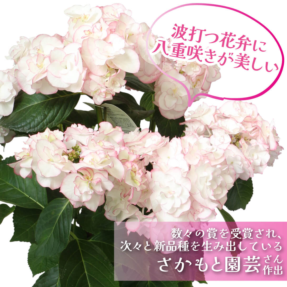 イリス ピンク2