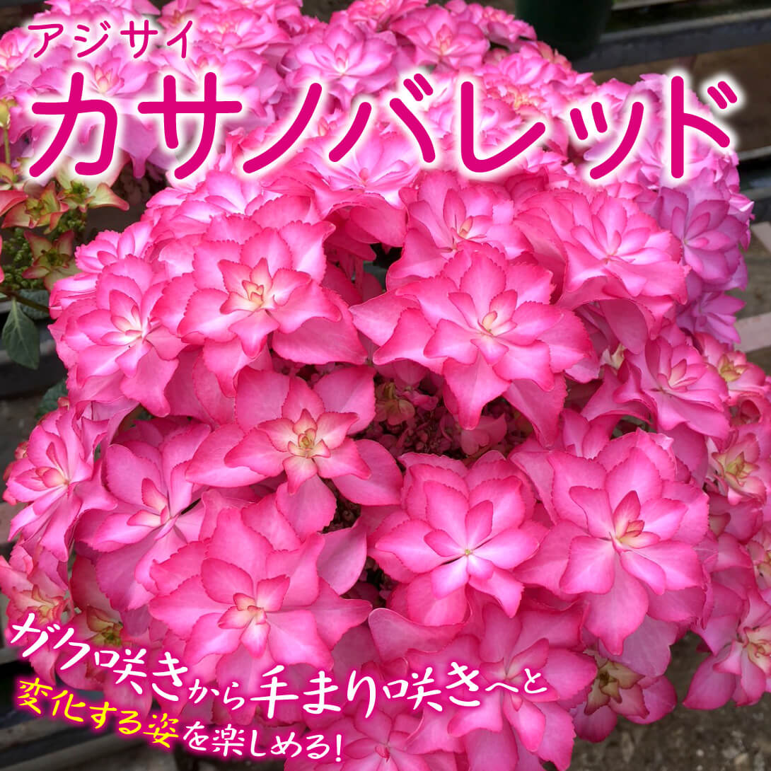 カサノバレッド