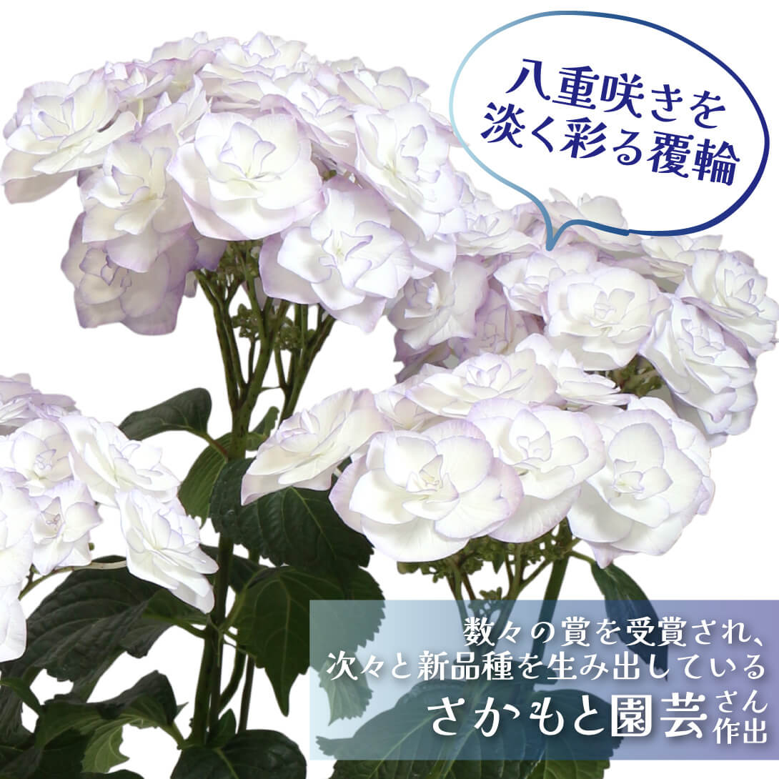光雲 ブルー2