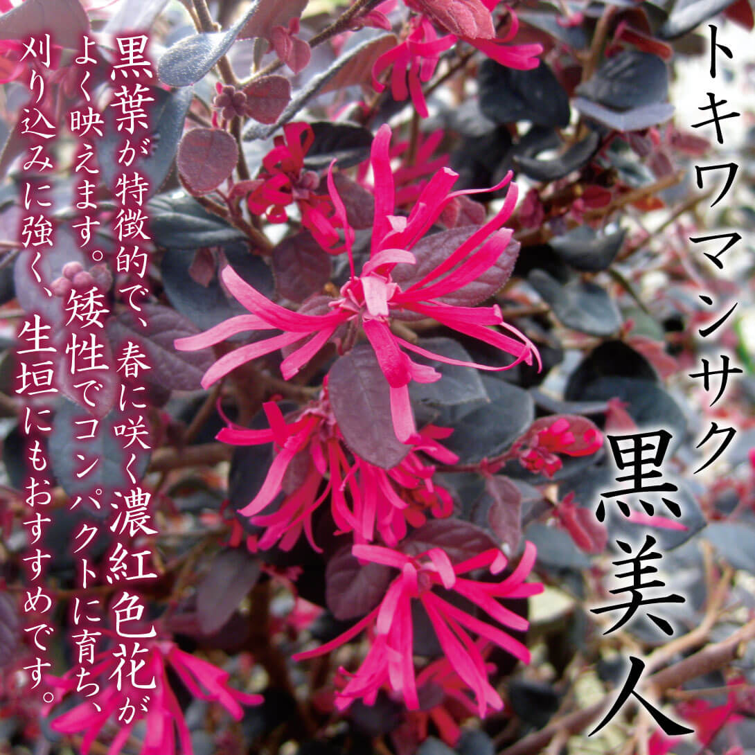 黒美人