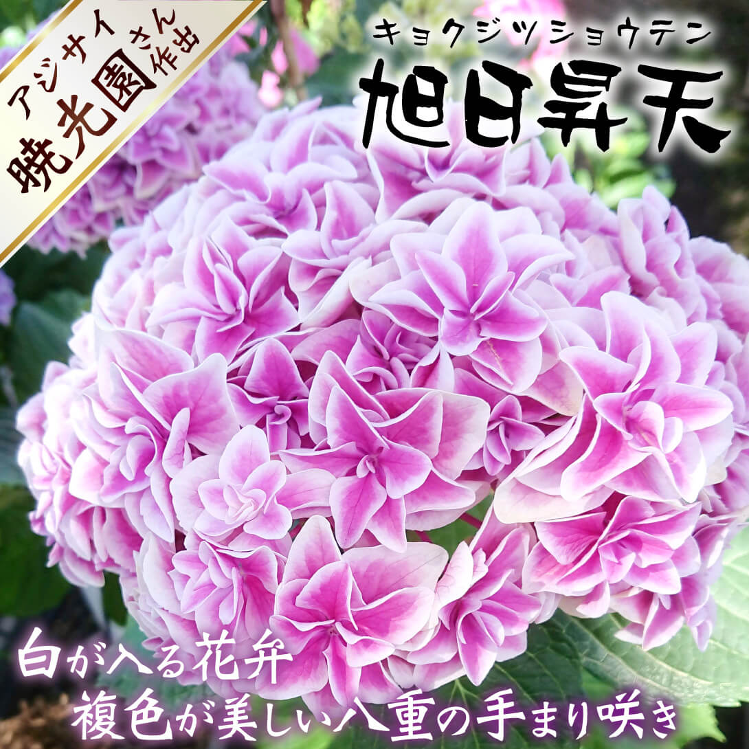 旭日昇天