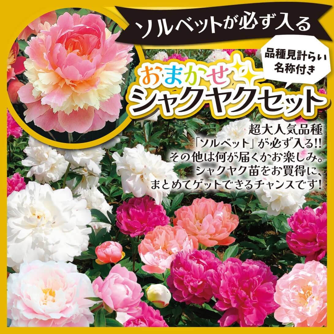 おまかせシャクヤクセット