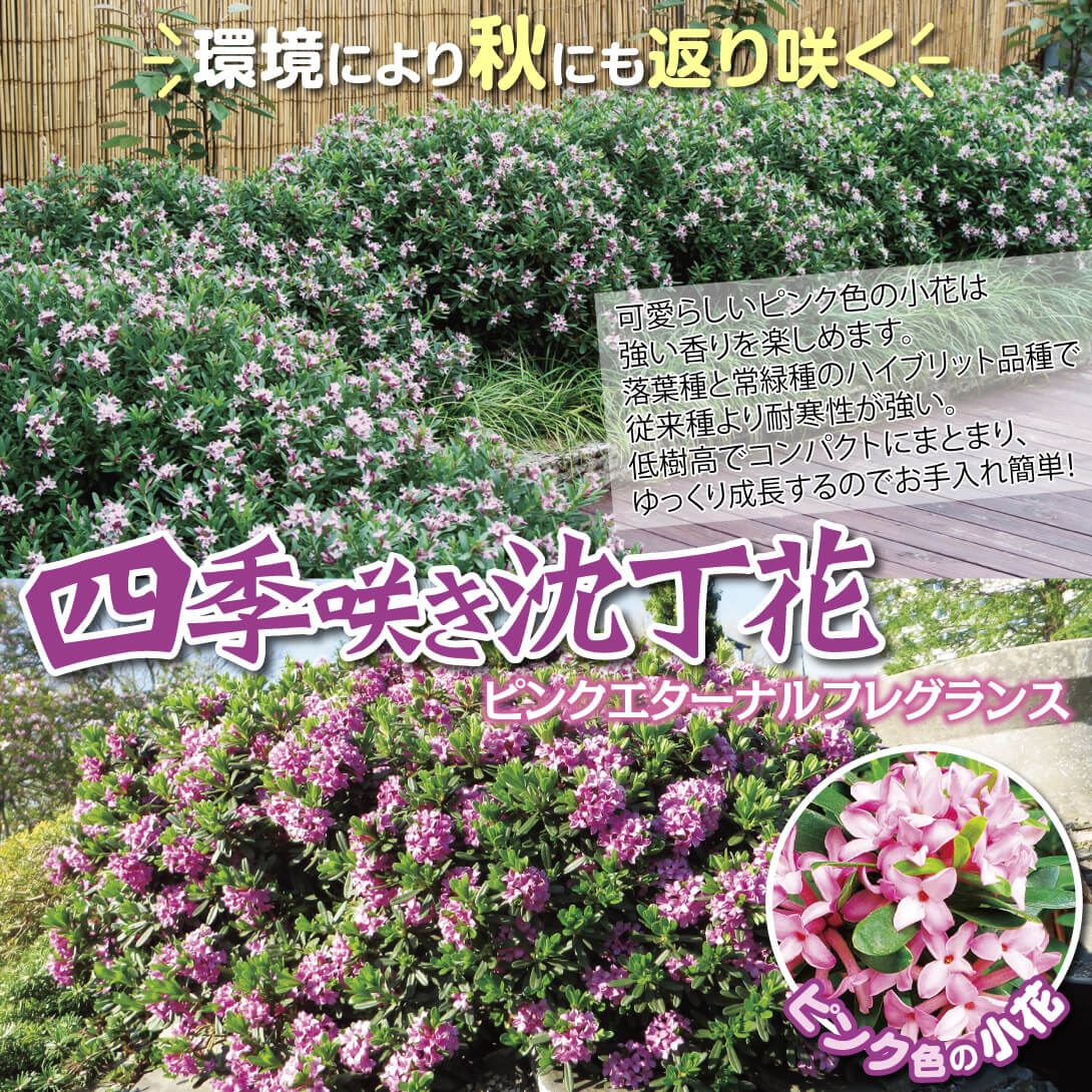 ピンクエターナルフレグランス
