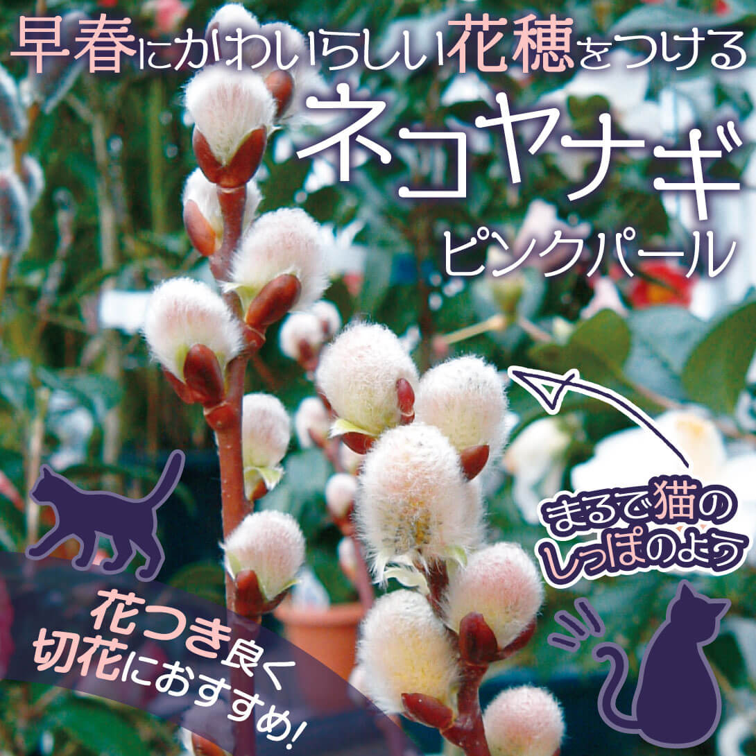 ピンクパール