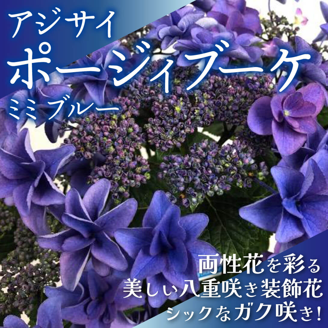 ポージィブーケ ミミ ブルー1