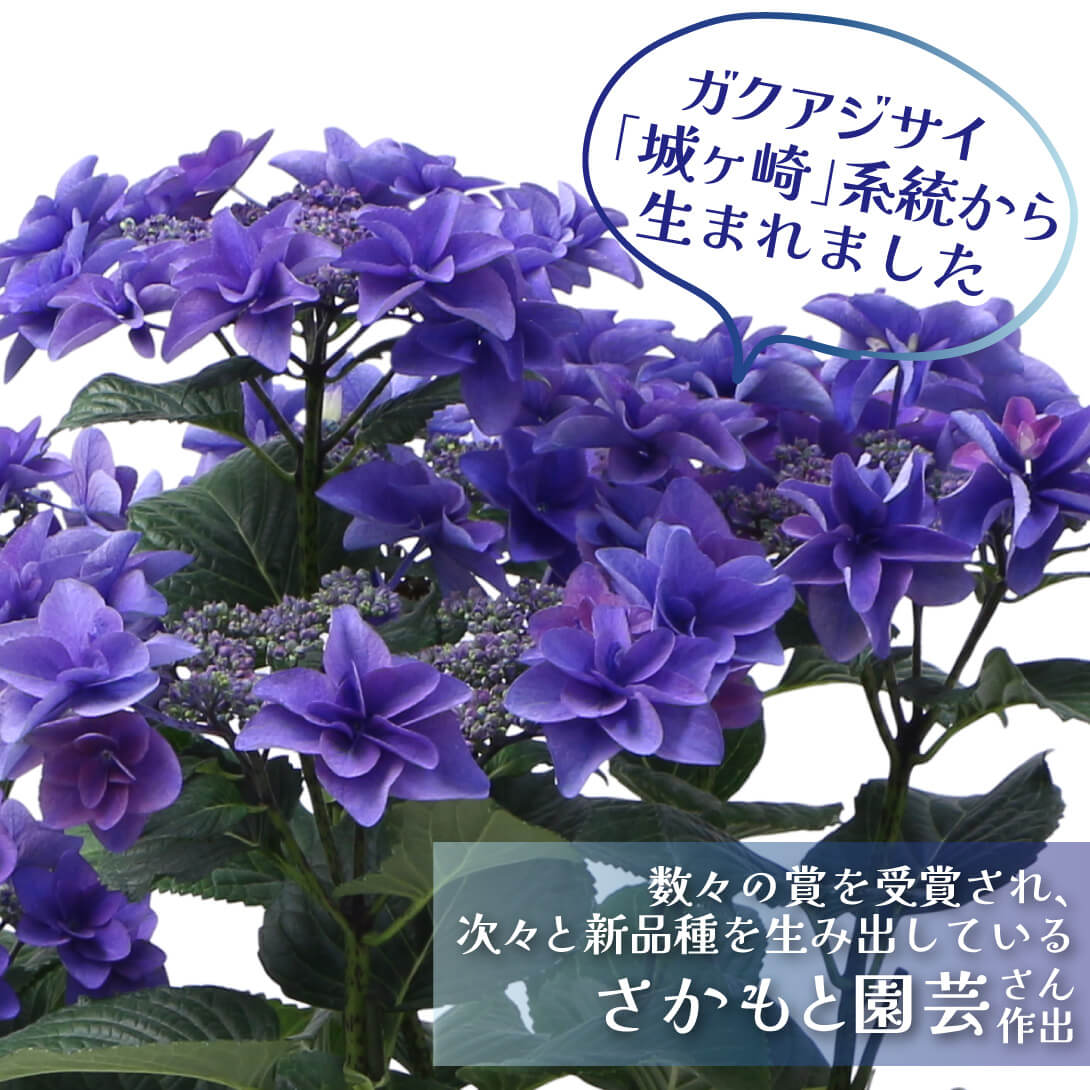 ポージィブーケ ミミ ブルー2