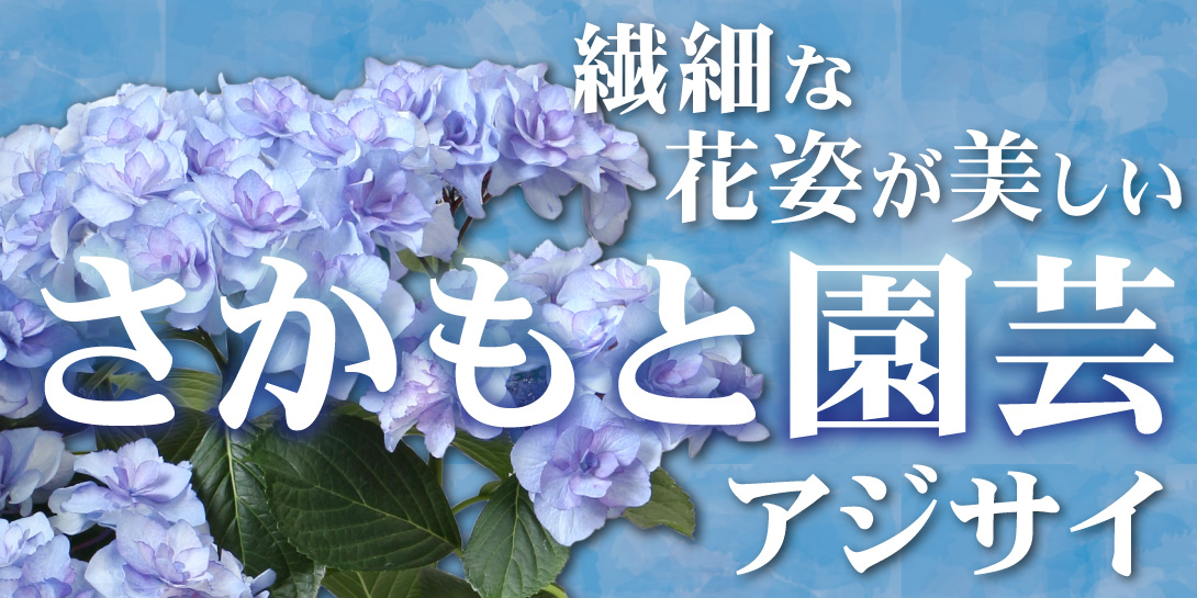 さかもと園芸アジサイ