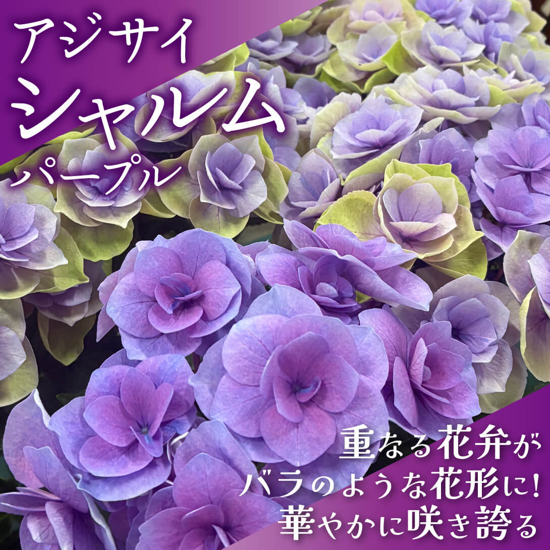 シャルム パープル1