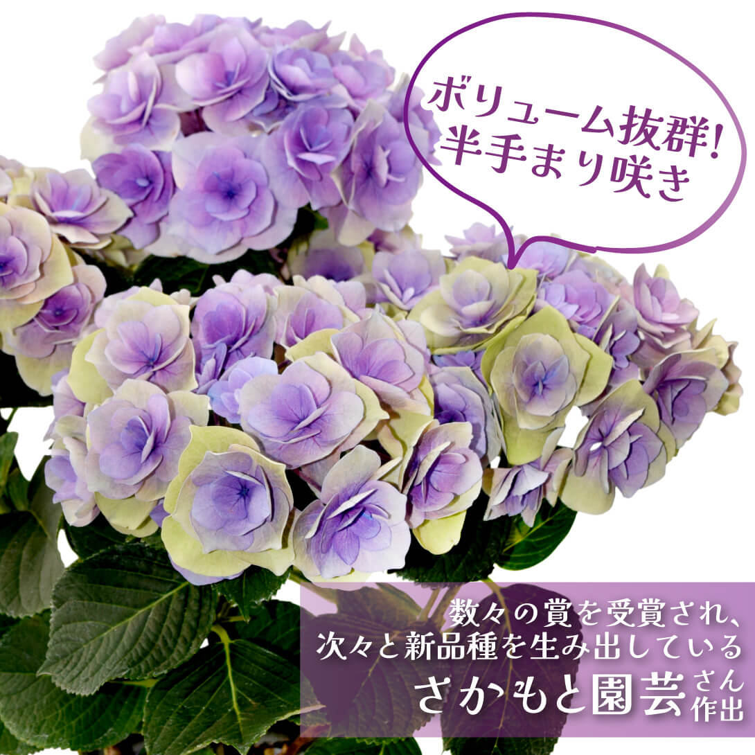 シャルム パープル2