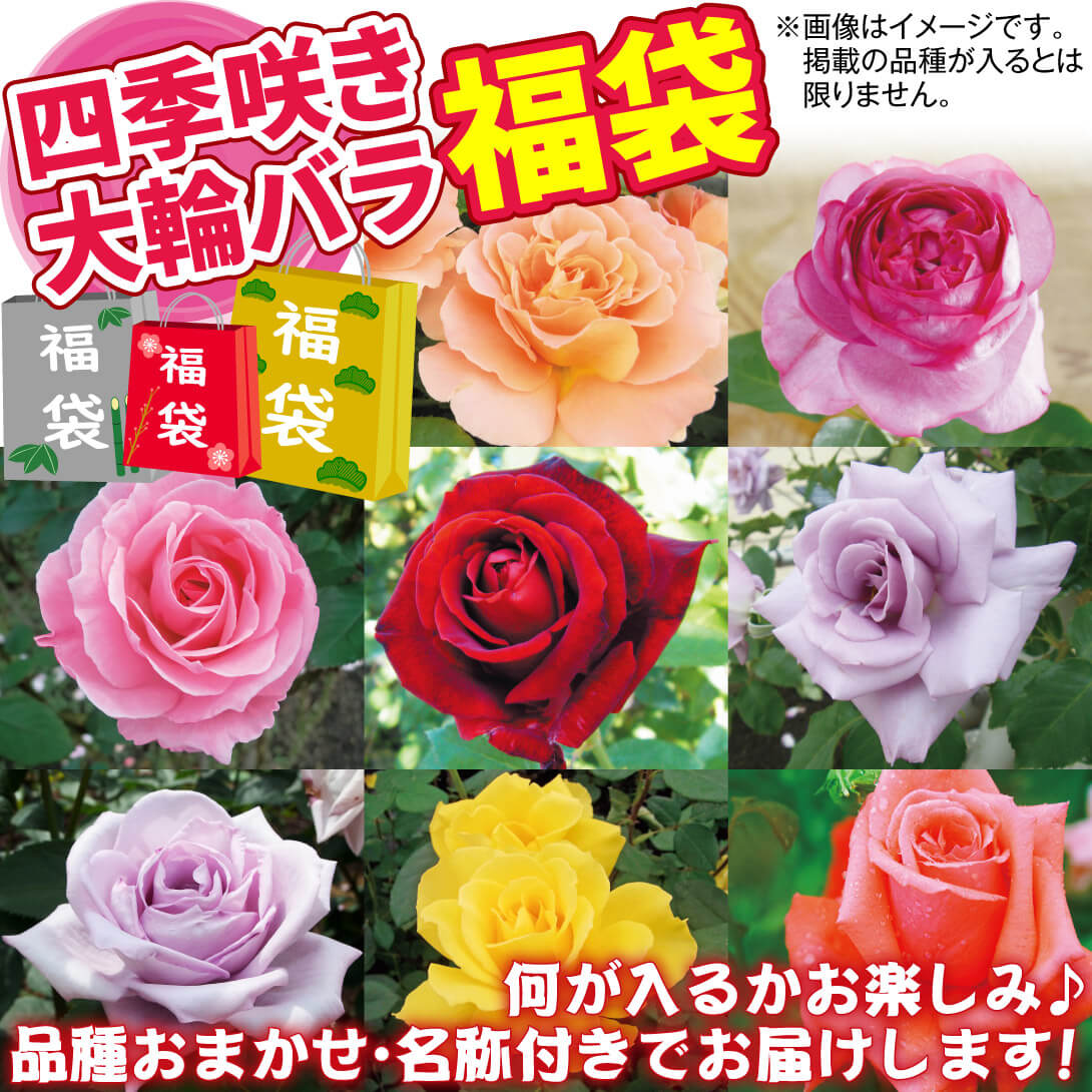 四季咲き大輪バラ福袋