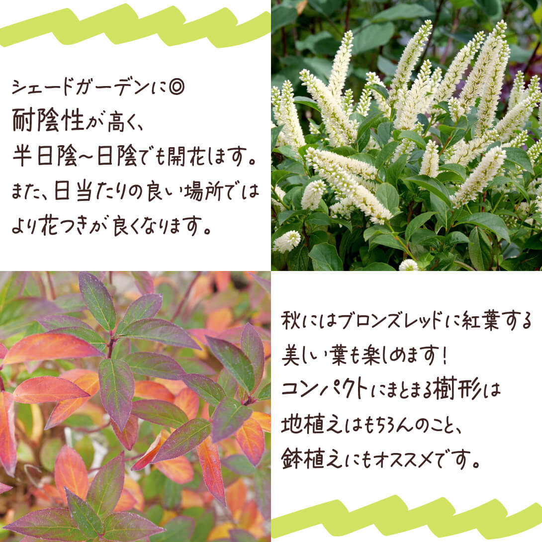スノーフィズ2