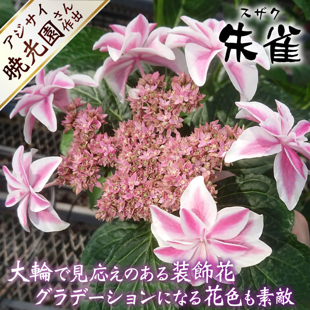 朱雀