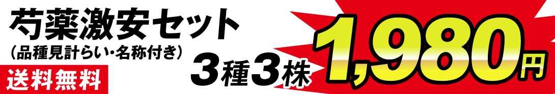 芍薬激安セット価格1980