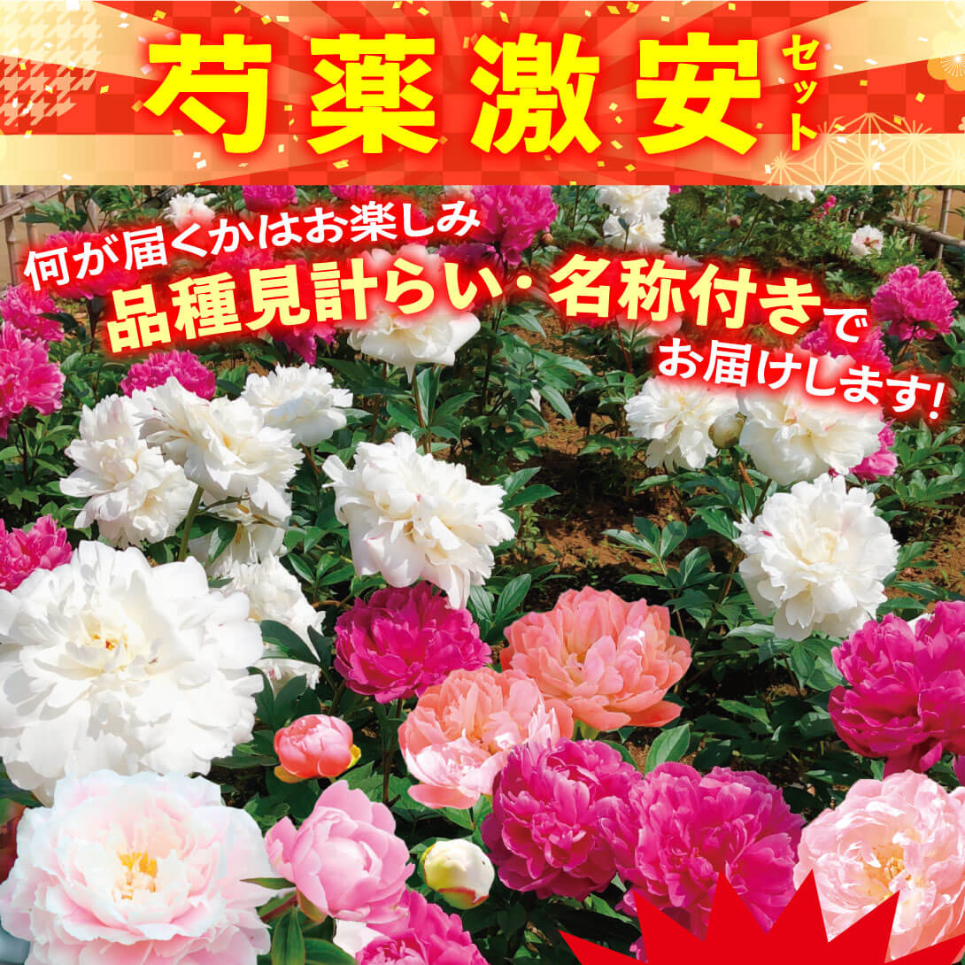 芍薬激安セット