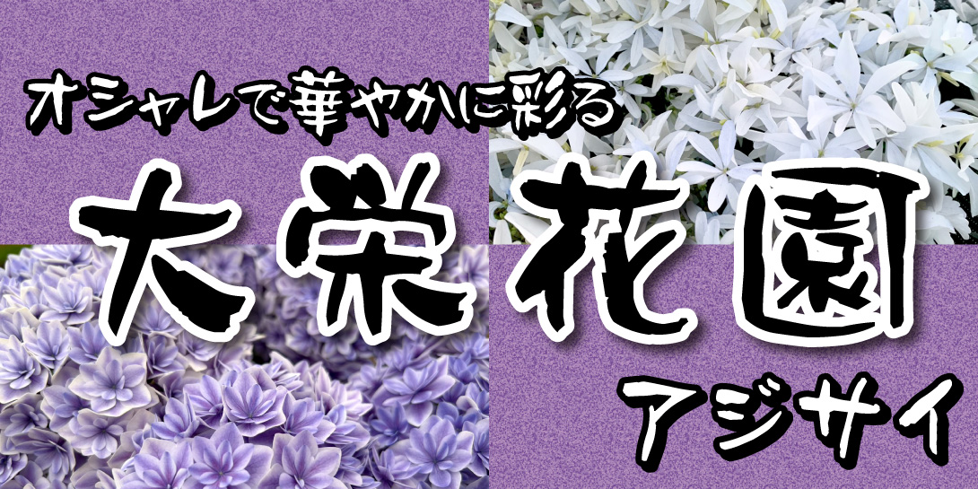 大栄花園アジサイ