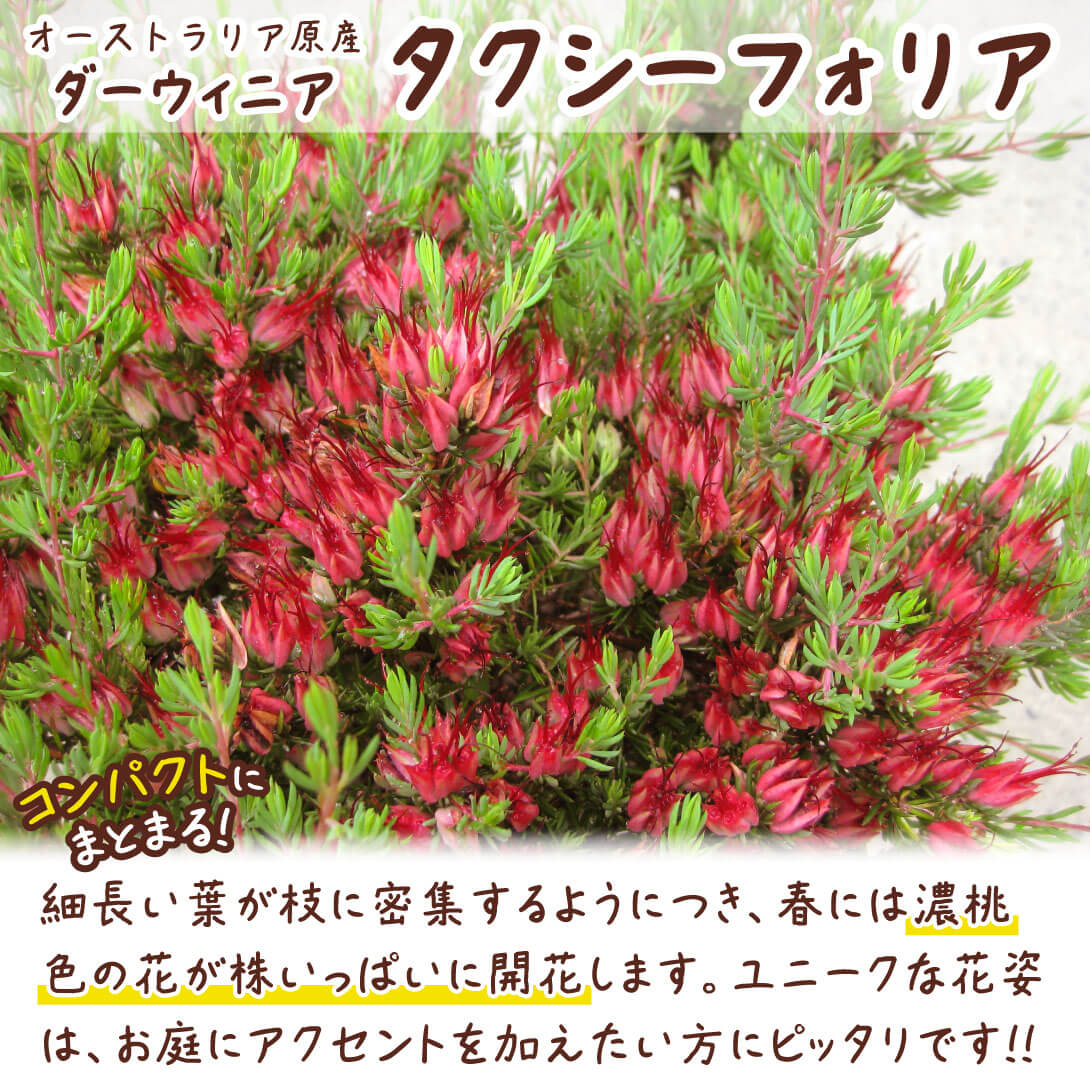 タクシーフォリア
